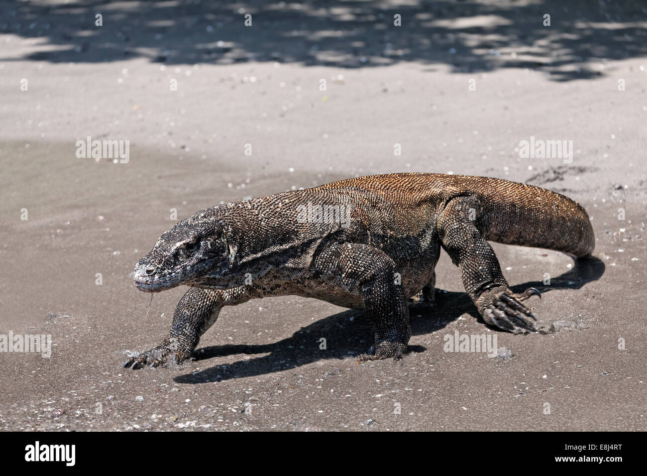 Drago di Komodo (Varanus komodoensis) in esecuzione sulla spiaggia, parco nazionale di Komodo, Sito Patrimonio Mondiale dell'Unesco, Isola di Komodo Foto Stock