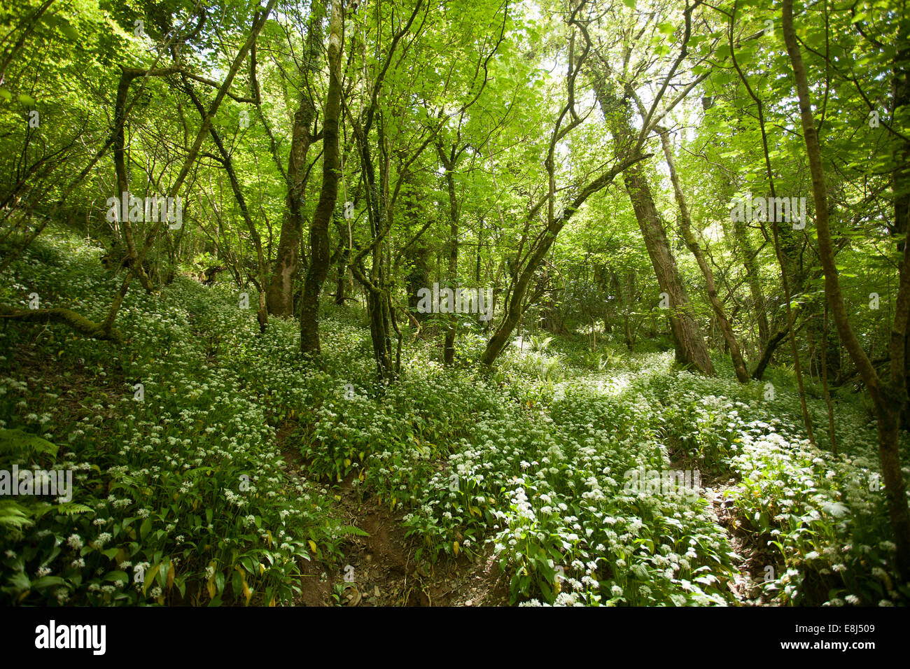 Foresta nel Parco Nazionale di Dartmoor, Lyndford, England, Regno Unito Foto Stock