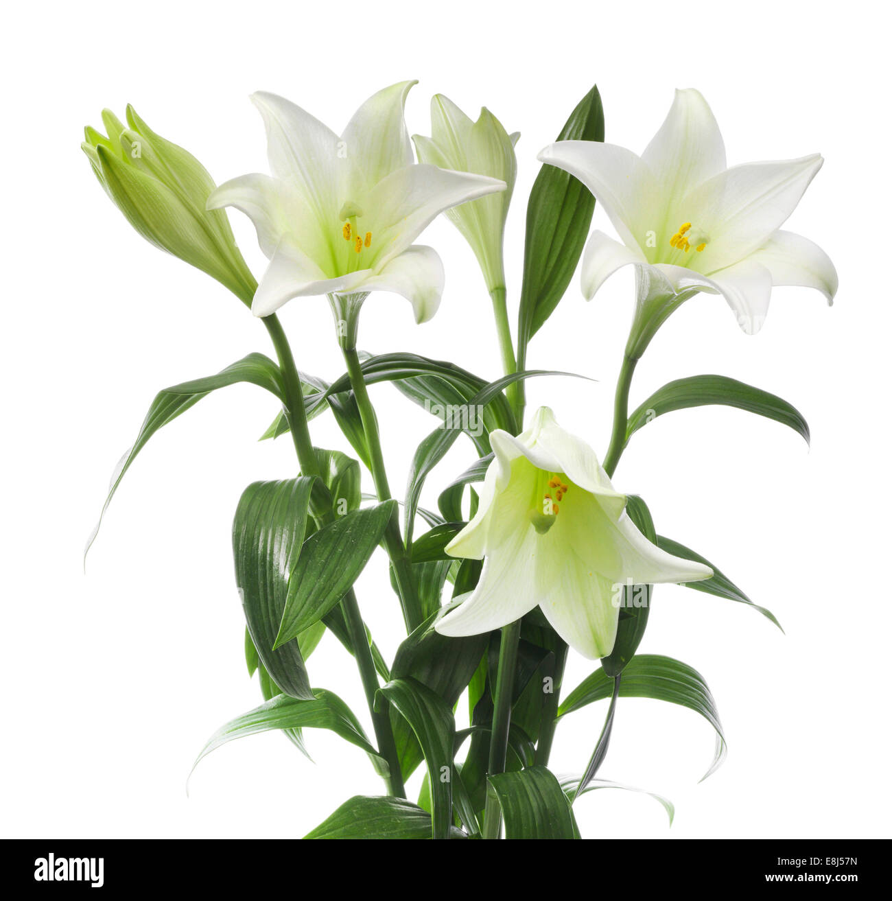 Gigli di pasqua (Lilium longiflorum) Foto Stock