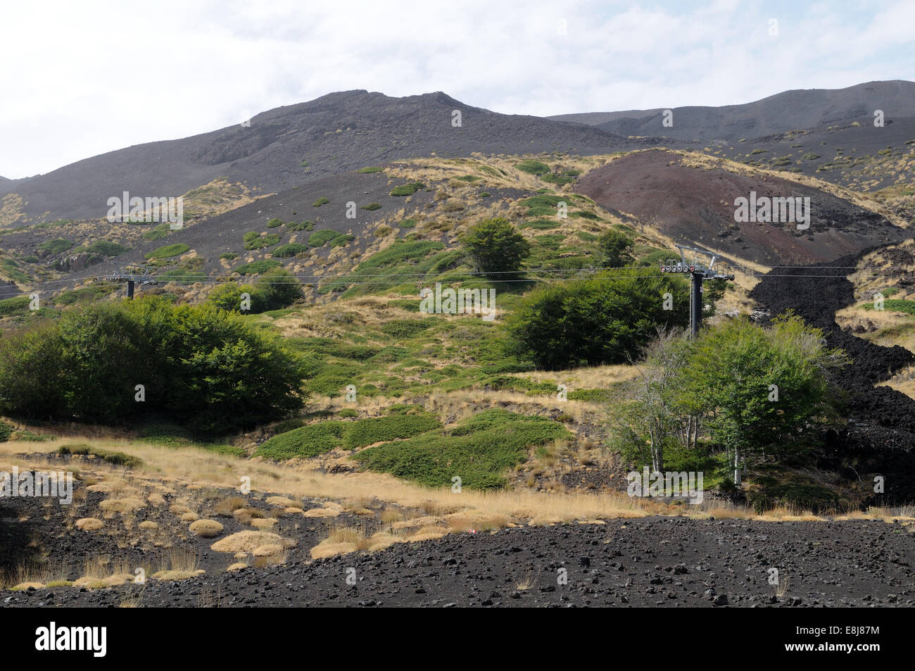 I nuovi alberi che crescono sulle pendici settentrionali del Monte Etna Sicilia Italia Foto Stock