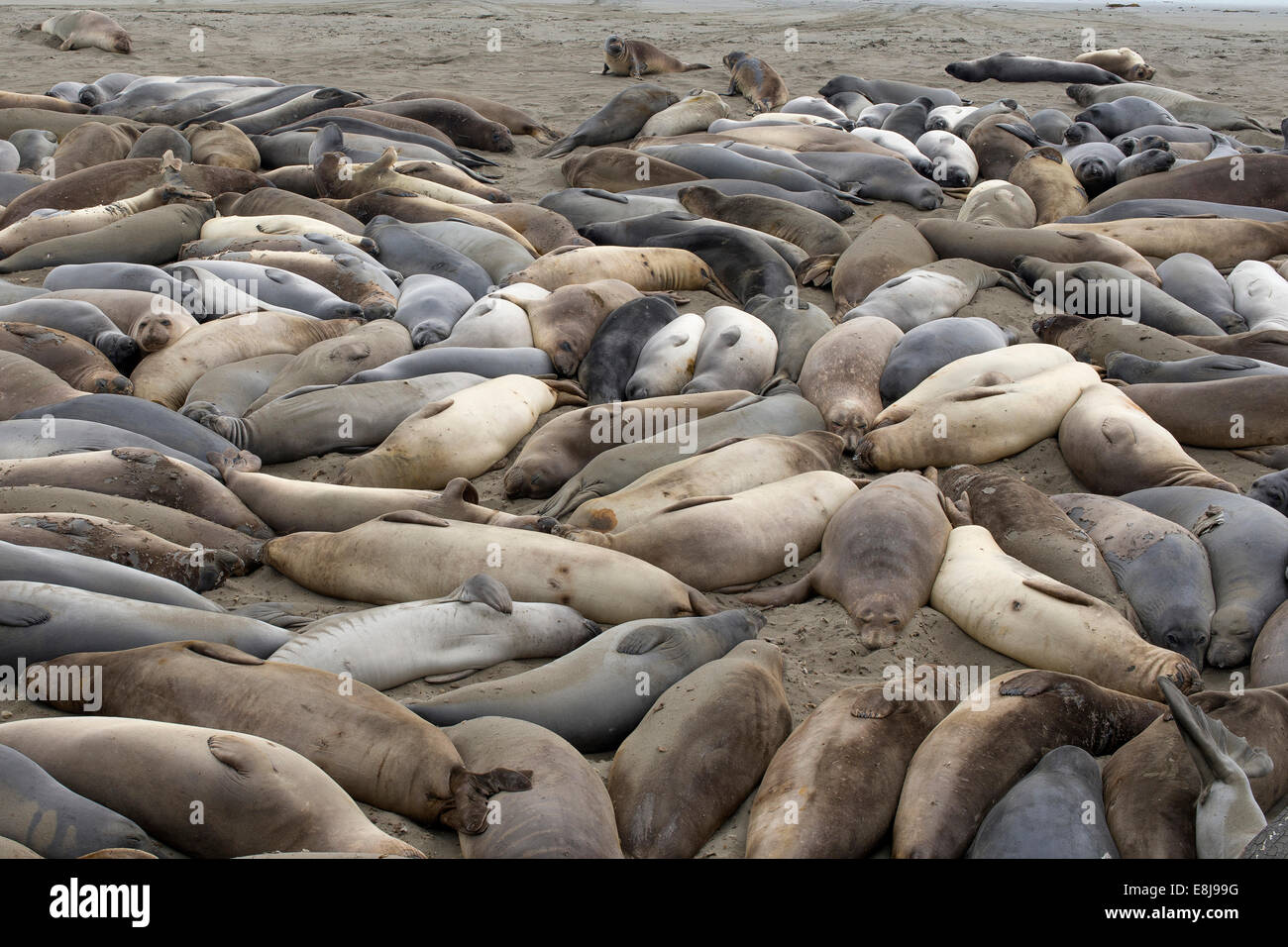 Gli elefanti di mare giacente su un Big Sur beach. Foto Stock