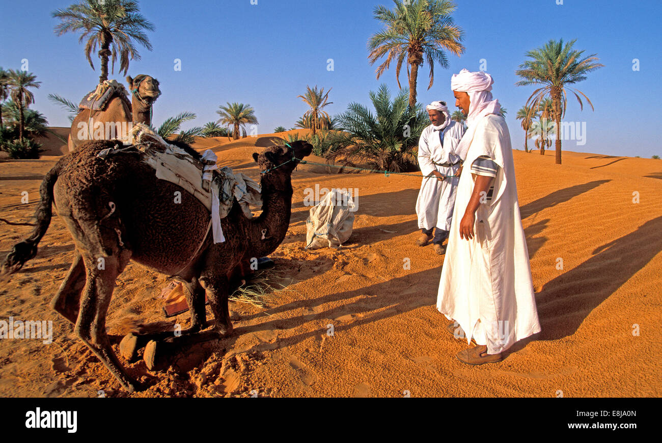 Popolazione Tuareg di Timimoun in Algeria. Preparazione di una distanza lunga escursione nel deserto con dromaderies (un mŽharŽe). Foto Stock