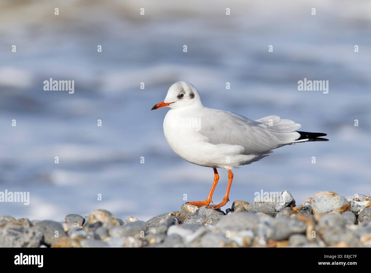 Singolo adulto a testa nera (gabbiano Chroicocephalus ridibundus) in inverno piumaggio camminando sulla spiaggia di ciottoli, Norfolk, Inghilterra, Regno Unito Foto Stock