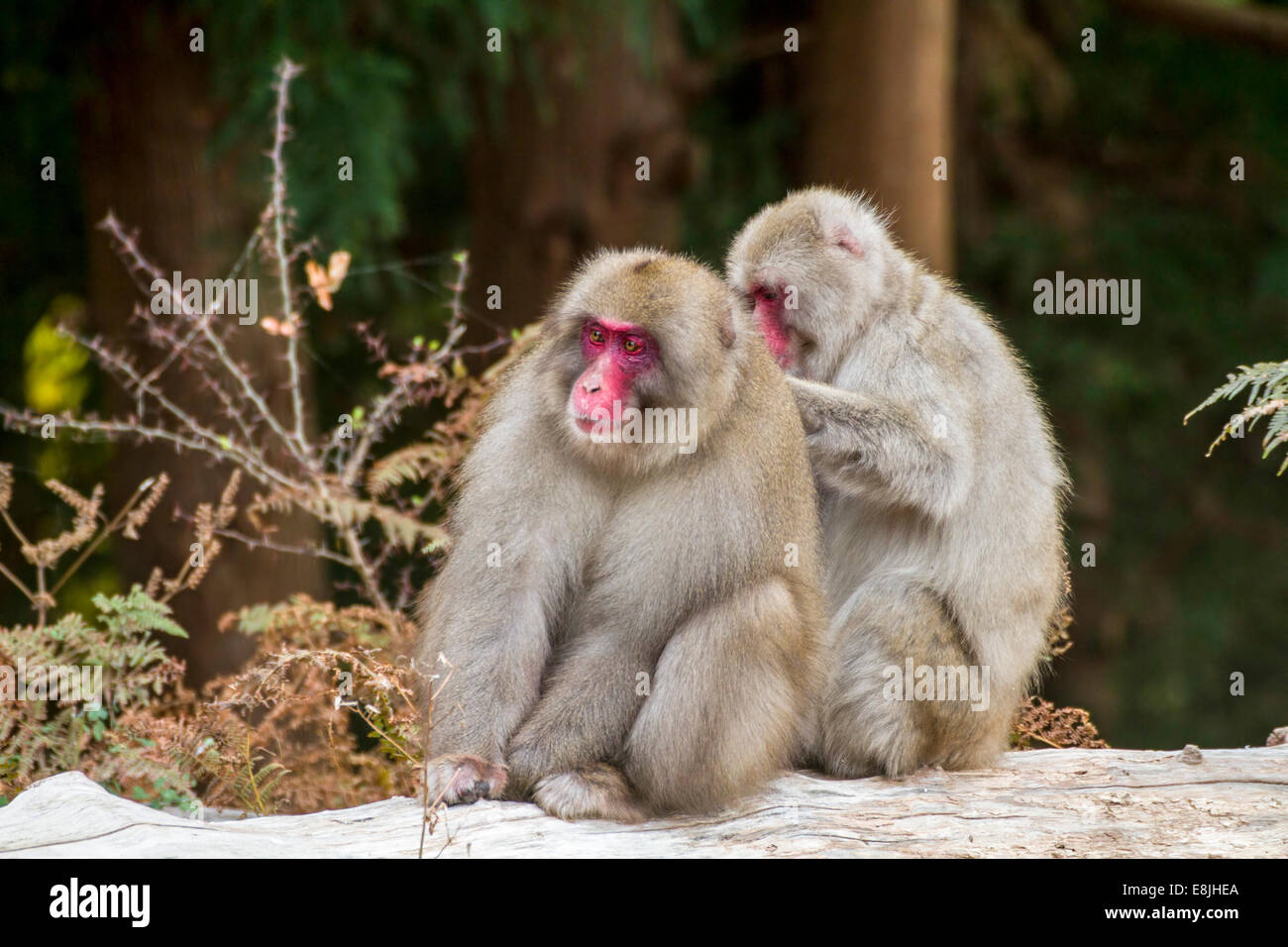 Macaque giapponese (Macaca fuscata), o neve scimmia. Questo primate ha la gamma più settentrionale di qualsiasi scimmia, che abitano le isole Foto Stock