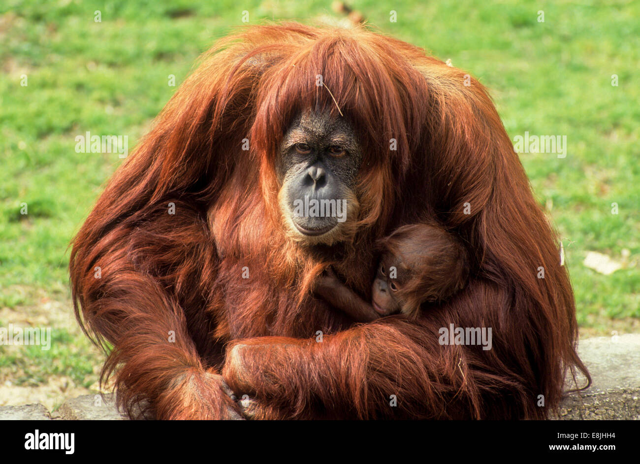 Orangutan di Sumatra (Pongo abelii o Pongo pygmaeus abelii) madre con bambino in un zoo Foto Stock