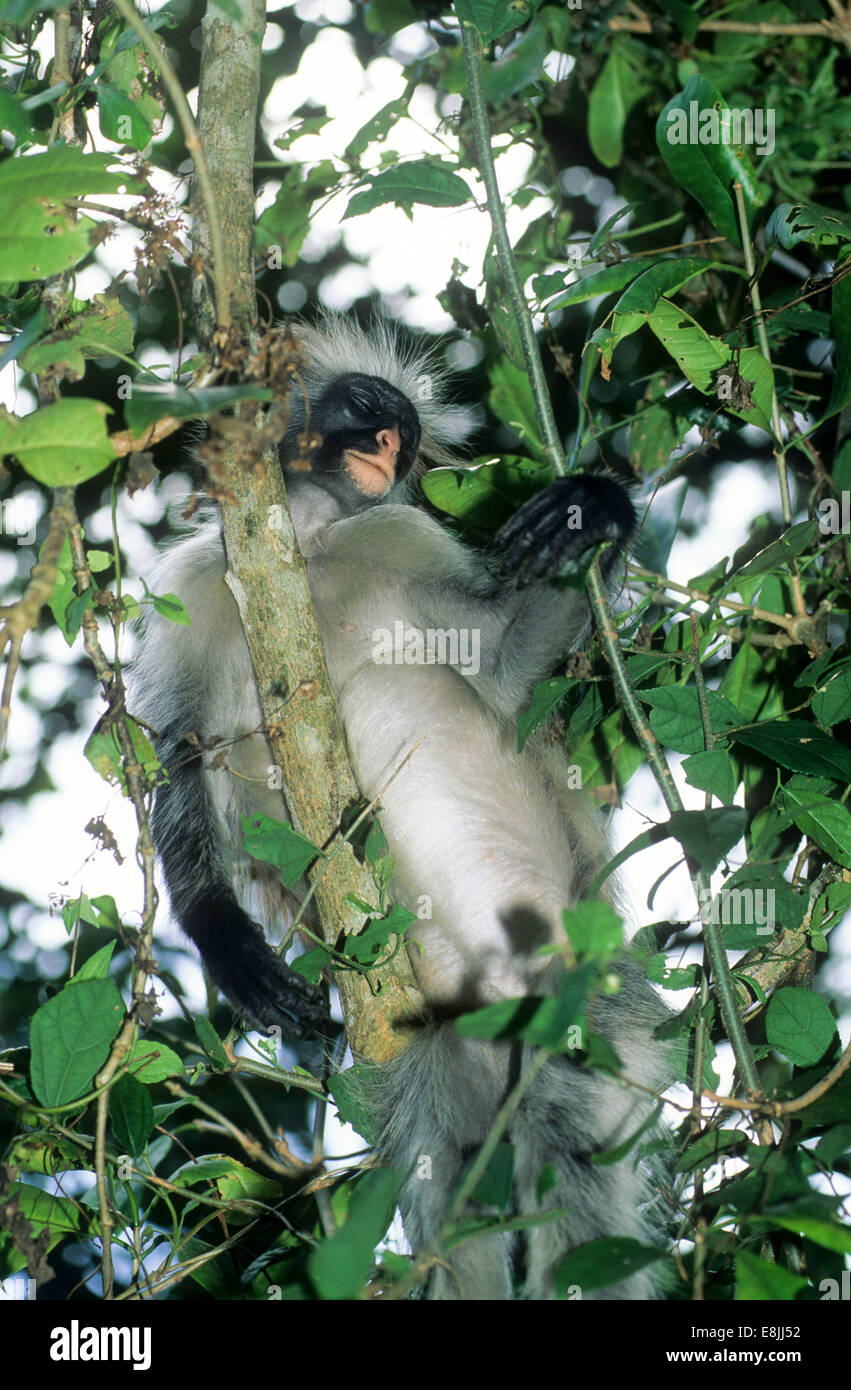 Zanzibar Red Colobus (Piliocolobus kirkii), noto anche come Kirk's Red Colobus, è endemica di Unguja, la principale isola della Z Foto Stock