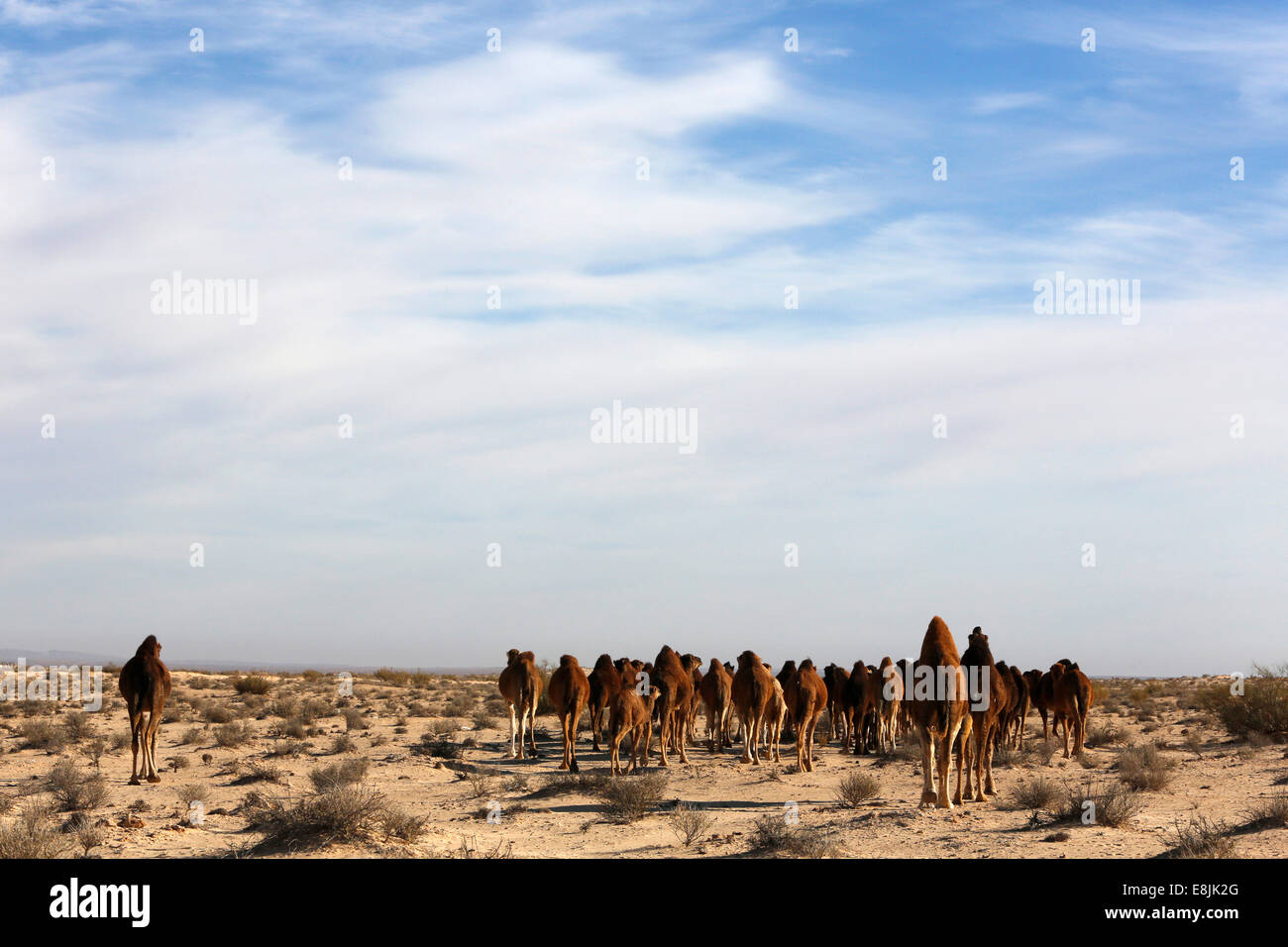Allevamento di dromedari nel deserto del Sahara Foto Stock