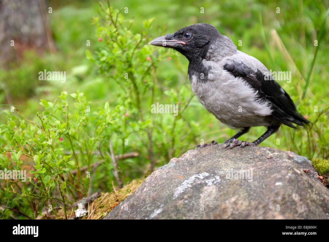 Giovani cornacchia mantellata chick in piedi su una pietra. La cornacchia mantellata (Corvus cornix) (chiamato anche Hoodiecrow) è un eurasiatico specie di uccelli Foto Stock