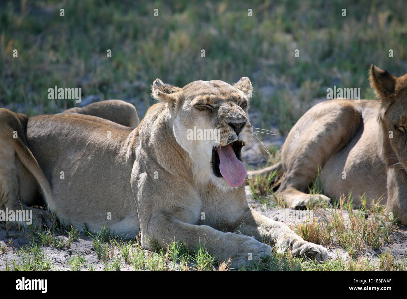 Leonessa a riposo dopo un kill Foto Stock