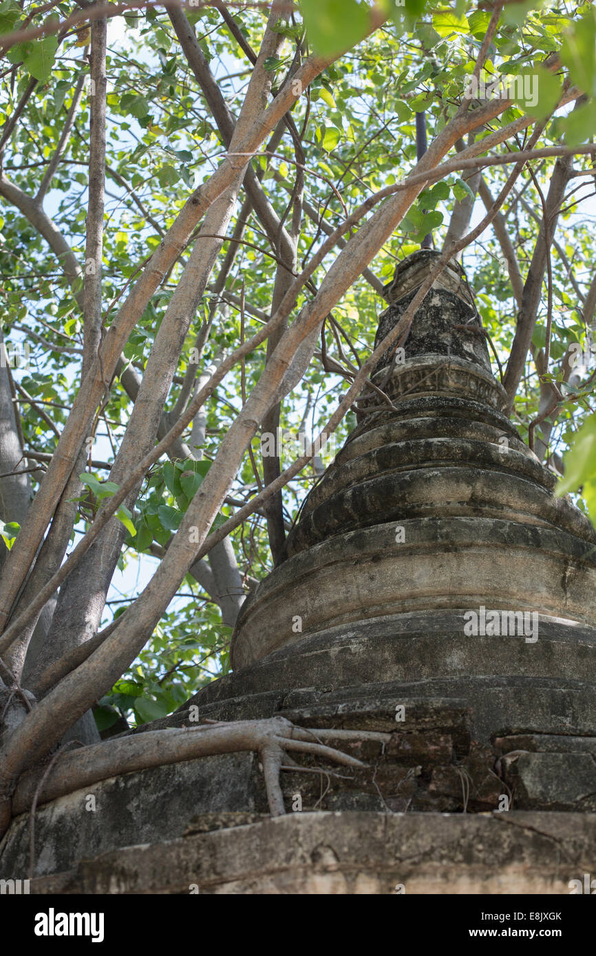 Un bodhi tree sfumature uno stupa nel cimitero Cinese, Bangkok. Thailandia. Foto Stock