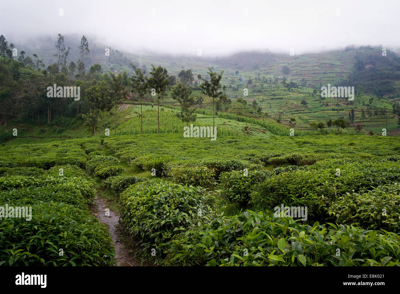 Ruanda, BJUMBA: Intorno Bjumba sono grandi piantagioni di tè dove molte persone lavorano. La maggior parte della produzione del tè è esportato. Foto Stock