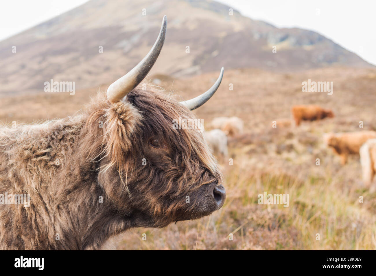 Un altopiano di bovini in Scozia. Foto Stock