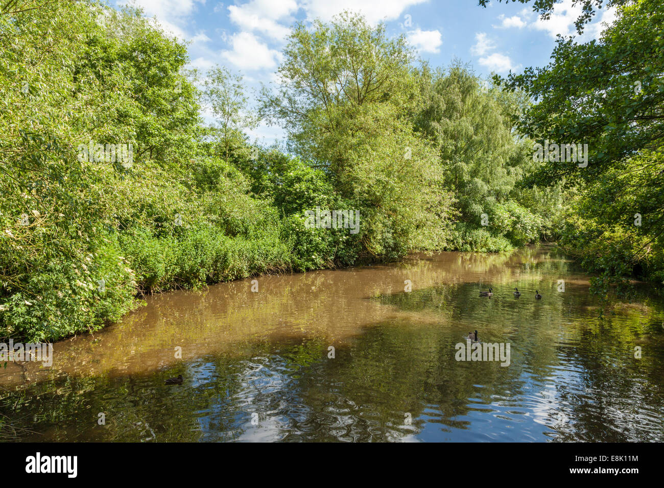 Le anatre e le oche all'ombra di alberi a Rufford Lago, Rufford abbazia Country Park, Nottinghamshire, England, Regno Unito Foto Stock