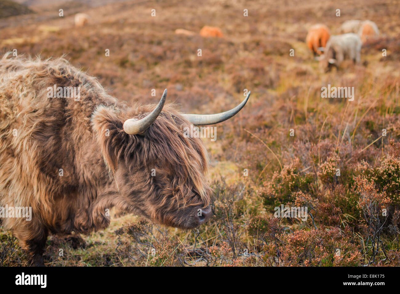 Un altopiano di bovini in Scozia. Foto Stock