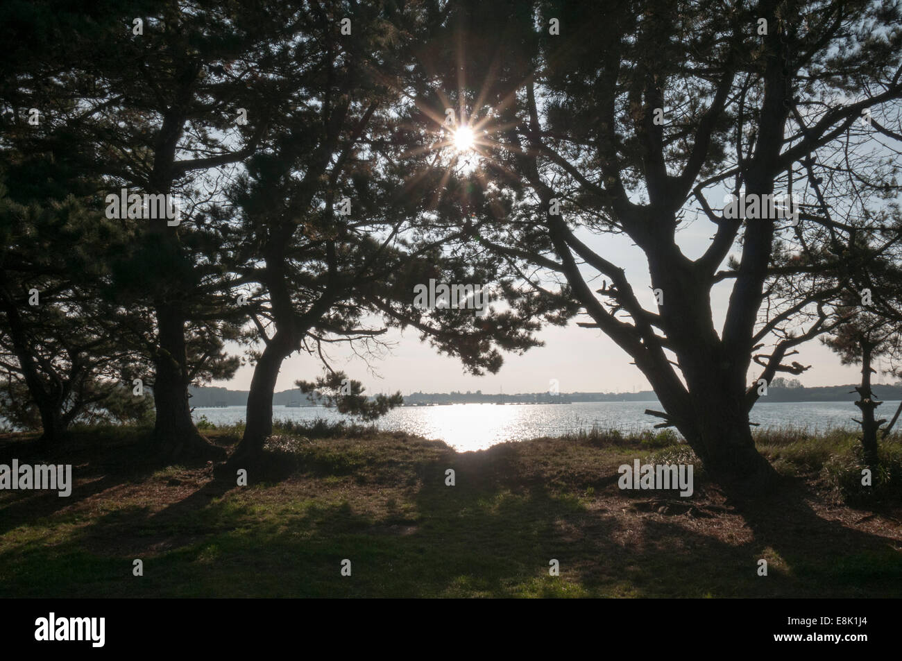 In autunno gli alberi di pino sulle acque il bordo con il sole che splende attraverso Foto Stock