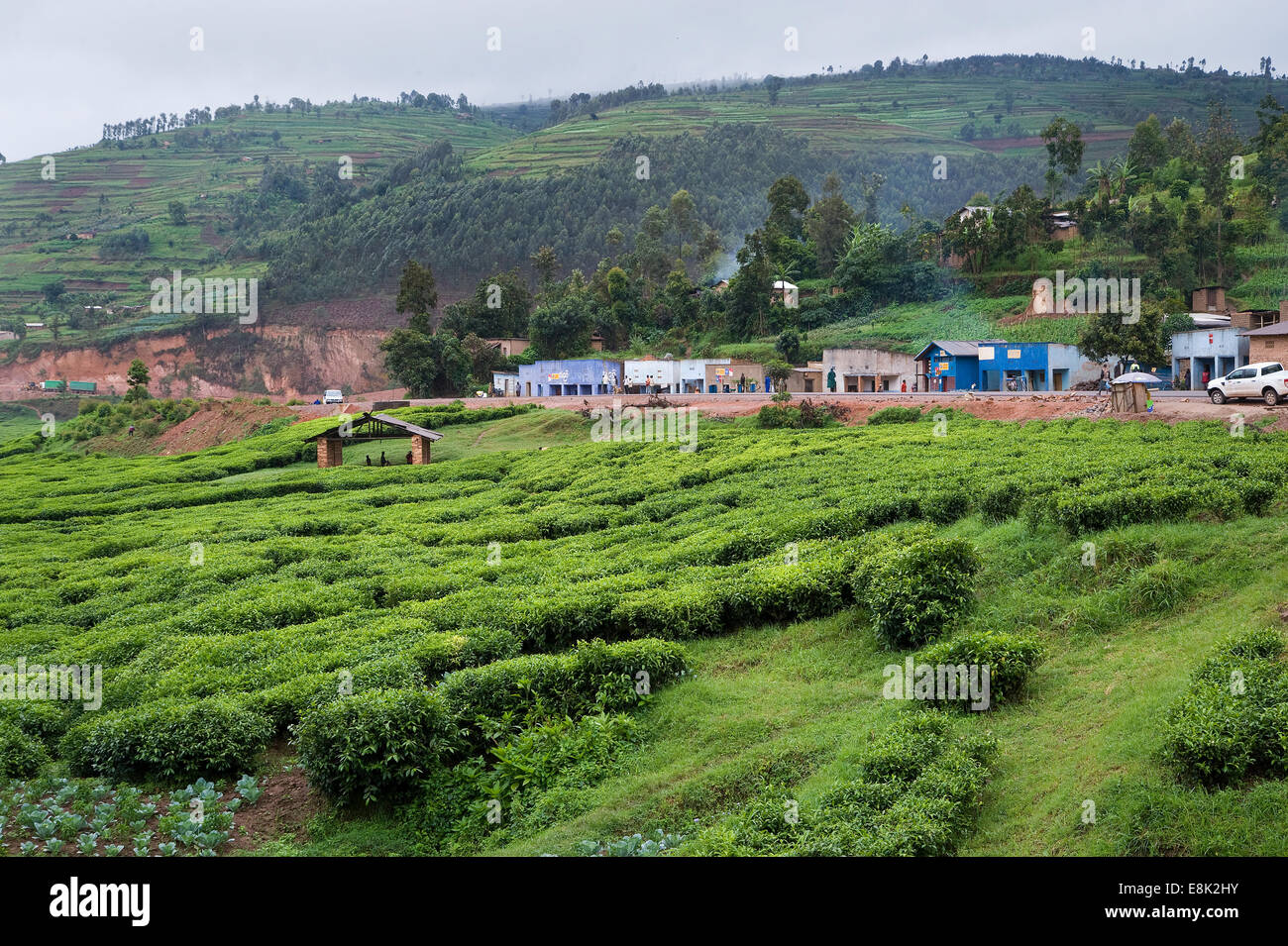 Ruanda, BJUMBA: Intorno Bjumba sono grandi piantagioni di tè dove molte persone lavorano. La maggior parte della produzione del tè è esportato. Foto Stock