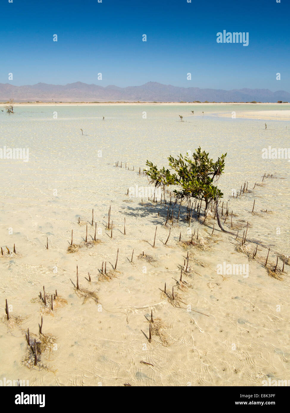 L'Egitto, il Sinai Sharm el Sheikh, Parco Nazionale di Nabq, alberi di mangrovie, Avicennia marina, in fondali bassi Foto Stock