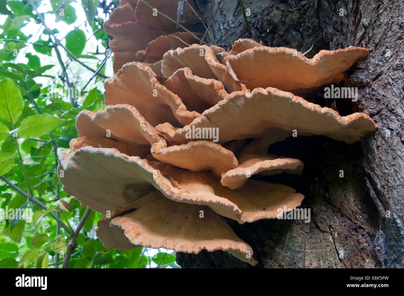 La parte inferiore della staffa fungo 'pollo di bosco che cresce su un salice a Cheshunt, Herts Foto Stock