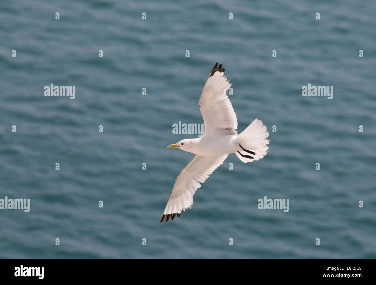 La parte inferiore di un Nero zampe (Kittiwake Rissa tridactyla) volando sopra un mare azzurro a Seaford Testa, East Sussex. Foto Stock