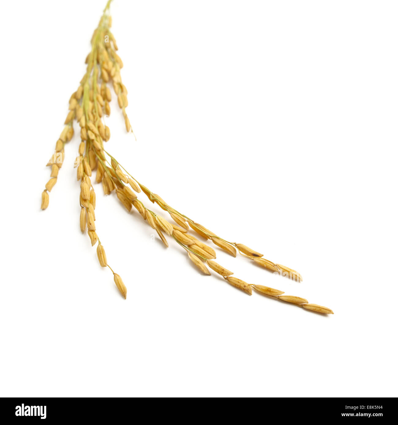 Gli stocchi di riso su sfondo bianco Foto Stock
