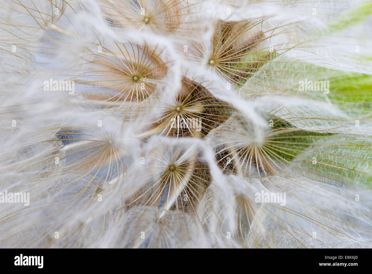 Close up tarassaco fotografia macro in studio Foto Stock