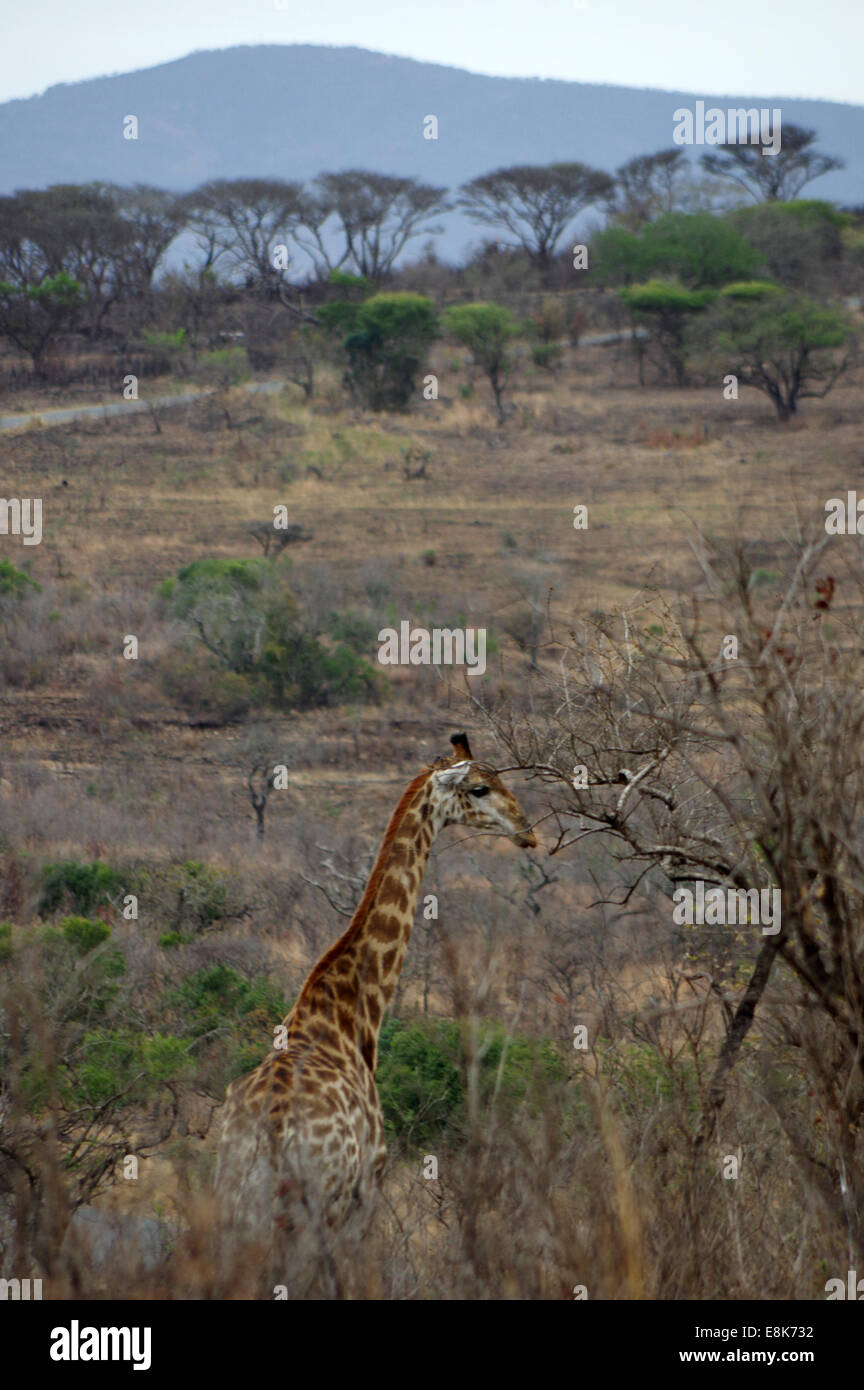 Giraffe a Hluhluwe-iMfolozi Park, Sud Africa Foto Stock