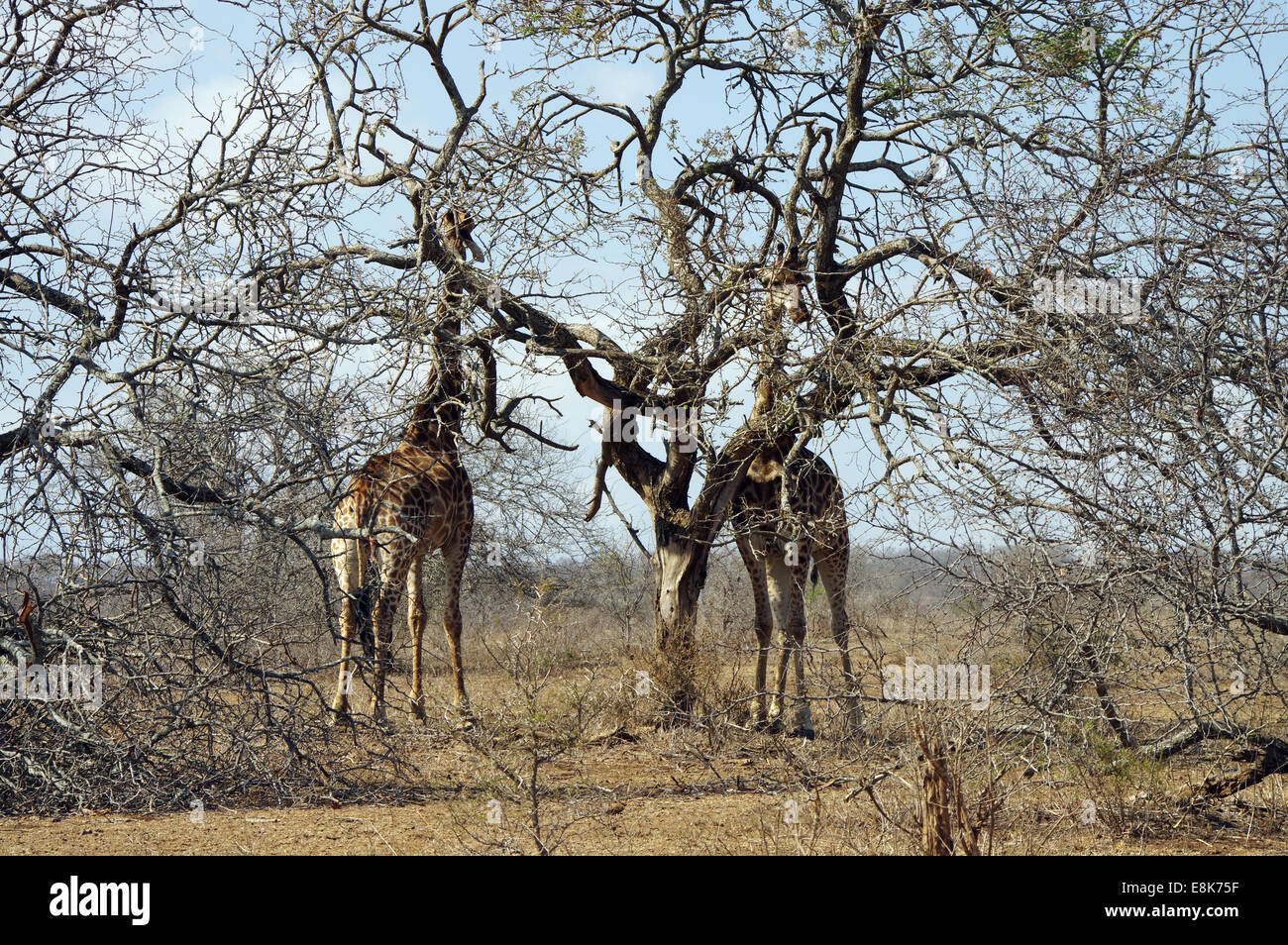 Le giraffe in Hluhluwe-iMfolozi Park, Sud Africa Foto Stock