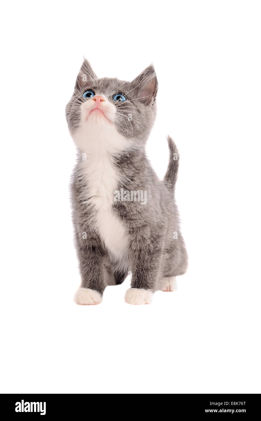 Carino il grigio e il bianco gatto con gli occhi blu guardando verso l'alto Foto Stock