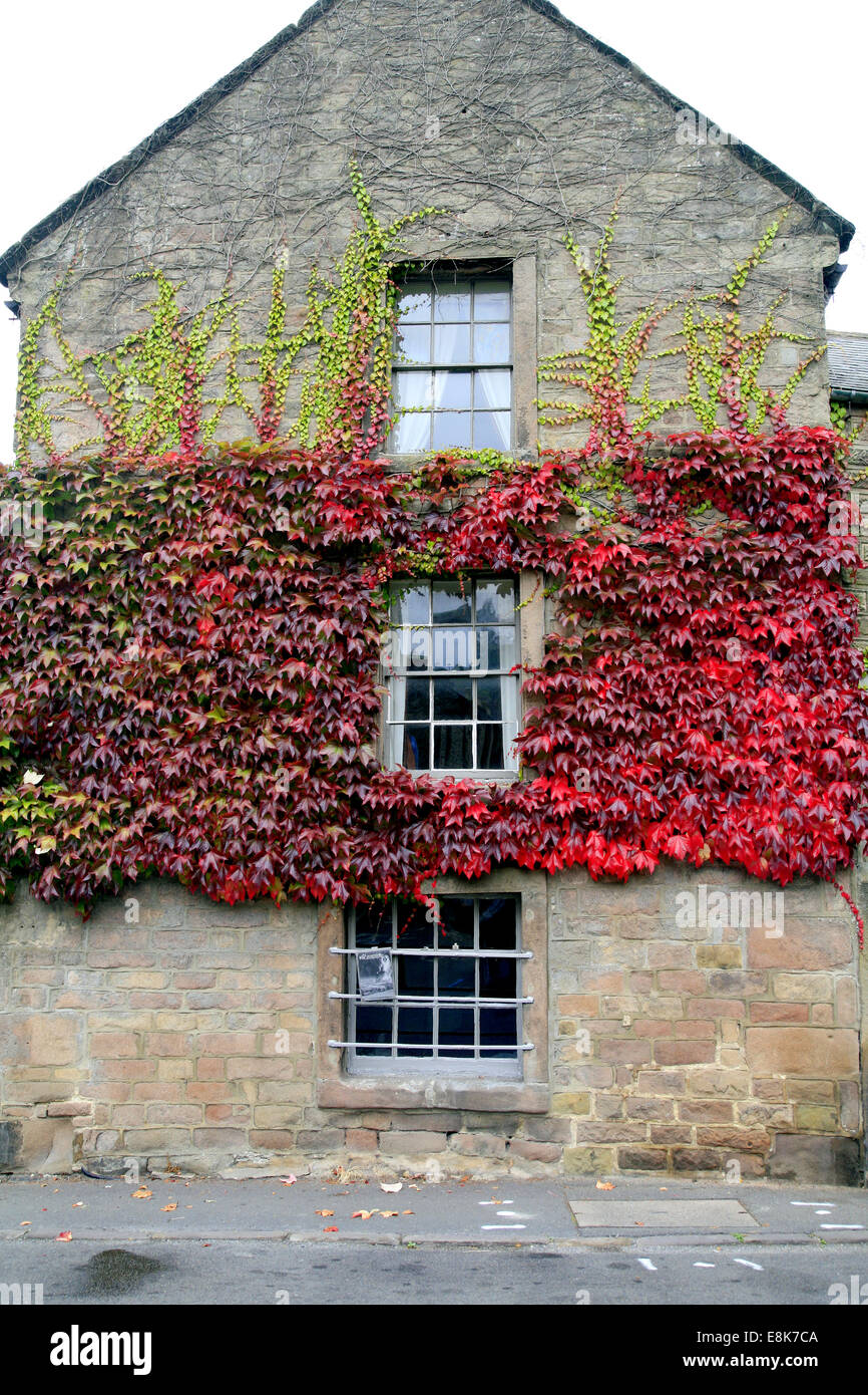 Colorato edera rampicante su una vecchia casa di pietra in villaggio di Winster nel parco nazionale di Peak District, Derbyshire, England, Regno Unito Foto Stock