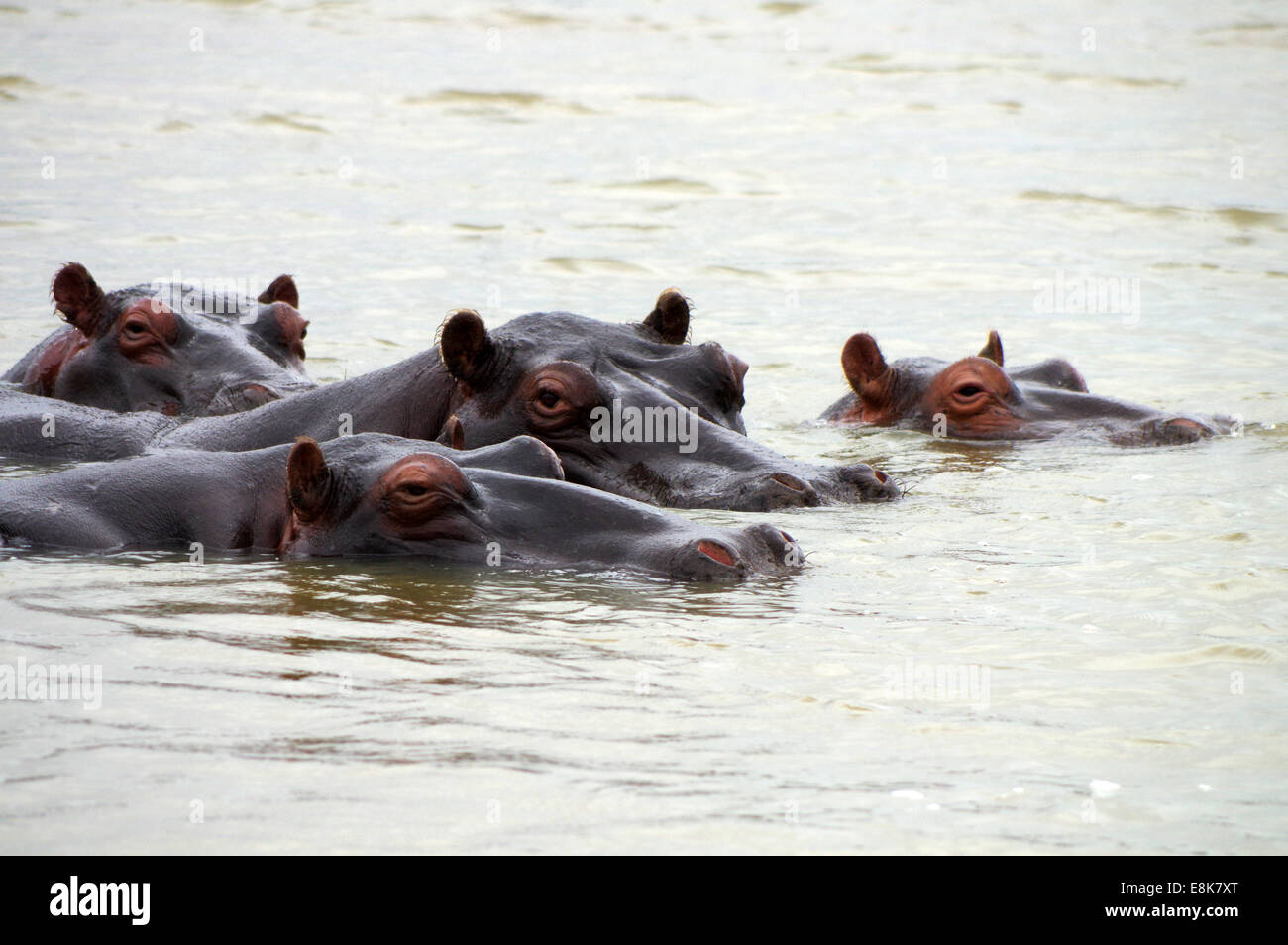 Ippopotami nel lago di Saint Lucia estuary, Sud Africa Foto Stock