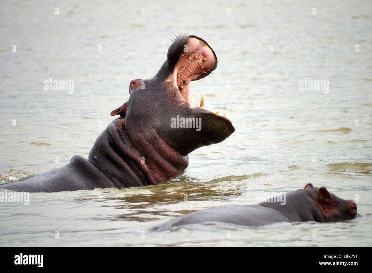 Ippopotami nel lago di Saint Lucia estuary, Sud Africa Foto Stock