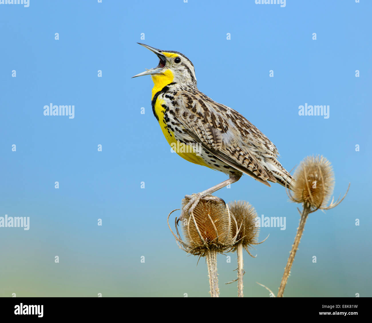 Un maschio di canto Western Meadowlark (Sturnella neglecta), Montana Foto Stock