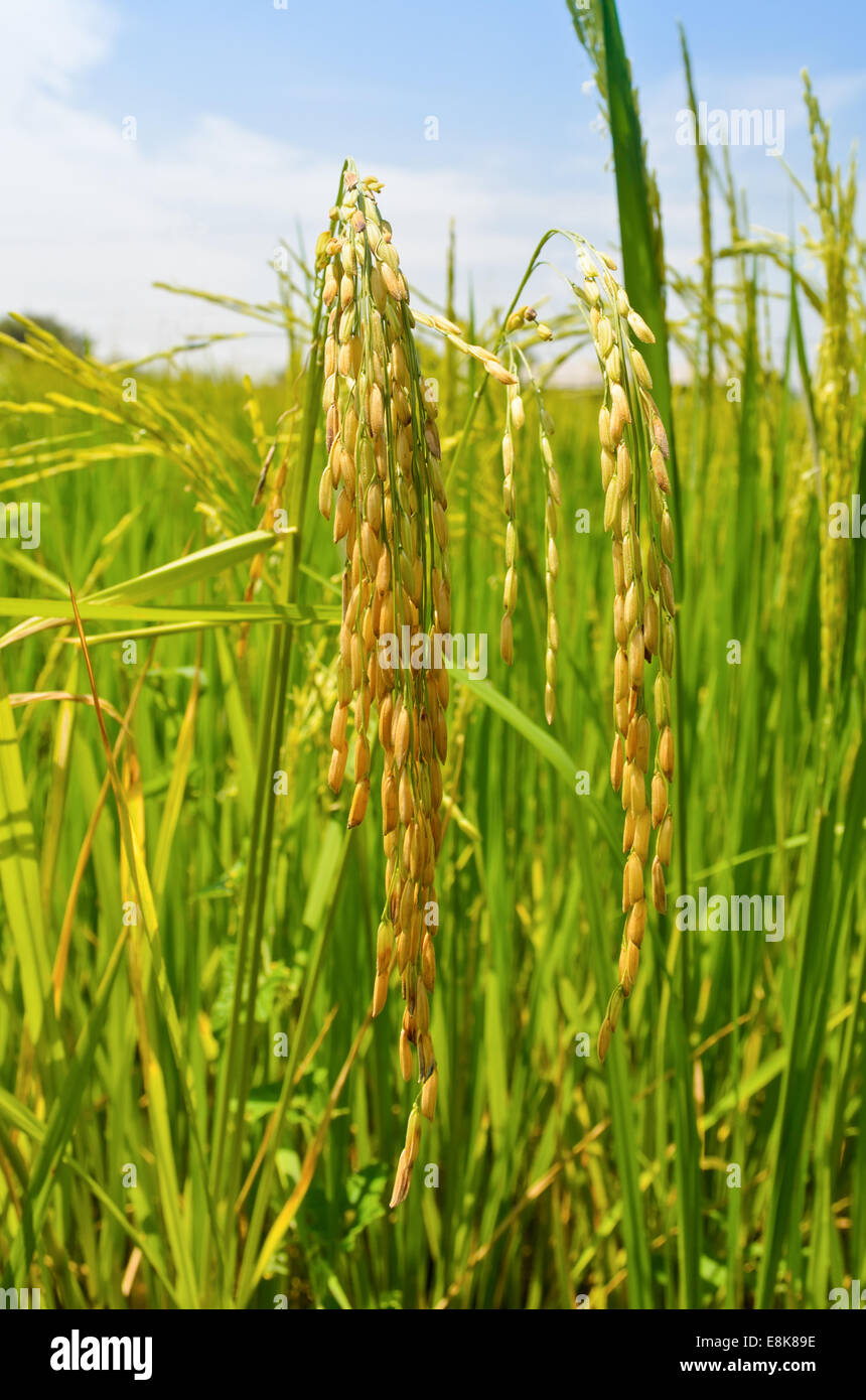Teste mature del grano nel campo di riso, Thailandia Foto Stock