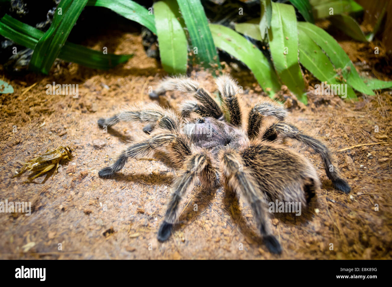 Tarantula, ragno di grandi dimensioni costruire nastri per intrappolare in attesa per la cattura delle prede sul terreno Foto Stock