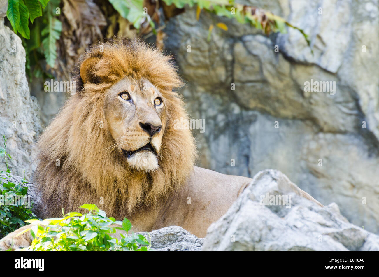 Leone maschio resto sulle Rocky Mountain Foto Stock