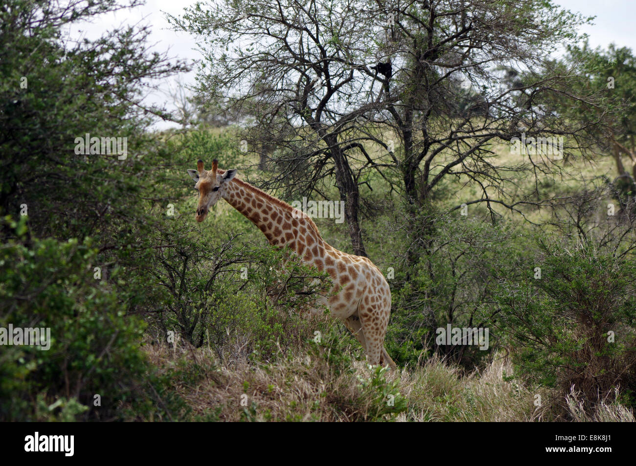 La giraffa in iSimangaliso Wetland Park, Sud Africa Foto Stock