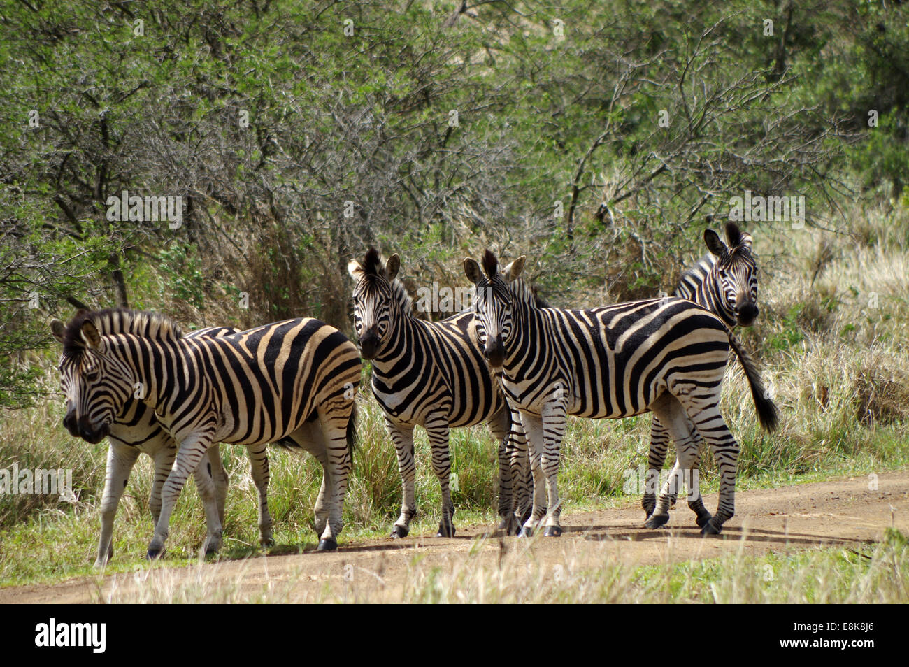 Mandria di pianura zebre in iSimangaliso Wetland Park, Sud Africa Foto Stock