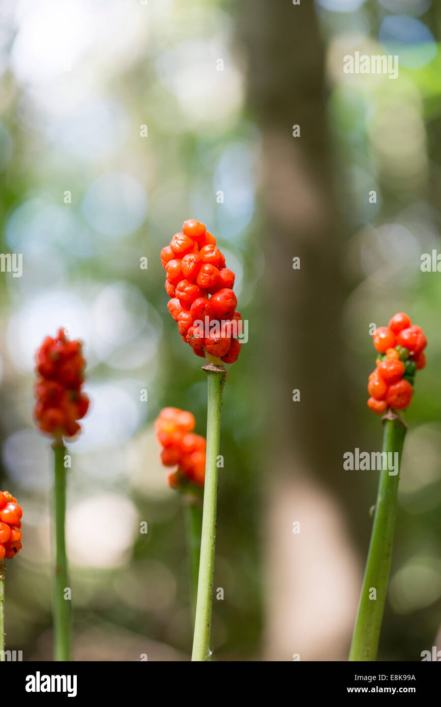 Arum maculatum Foto Stock