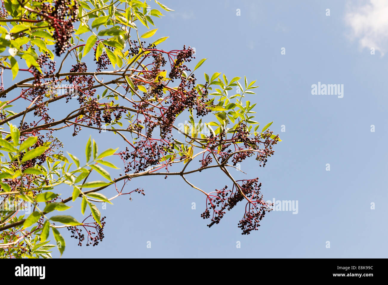 Sambuco Foto Stock