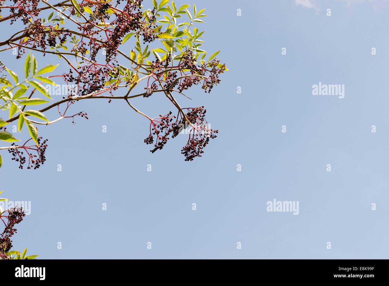Sambuco Foto Stock
