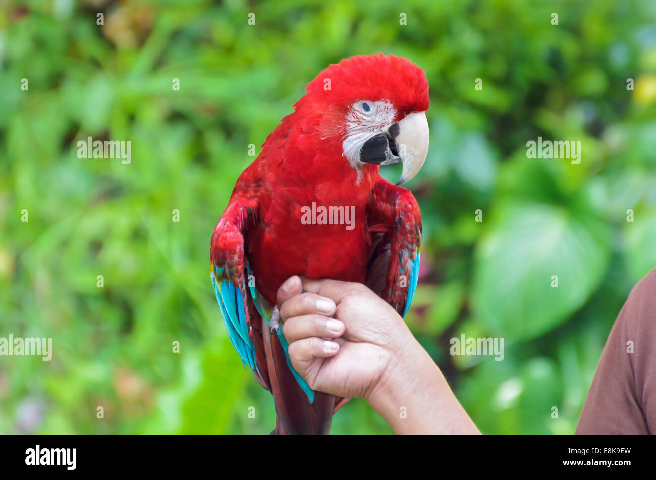 Green-Winged Macaw nome scientifico Ara chloroptera appollaiarsi su la mano Foto Stock