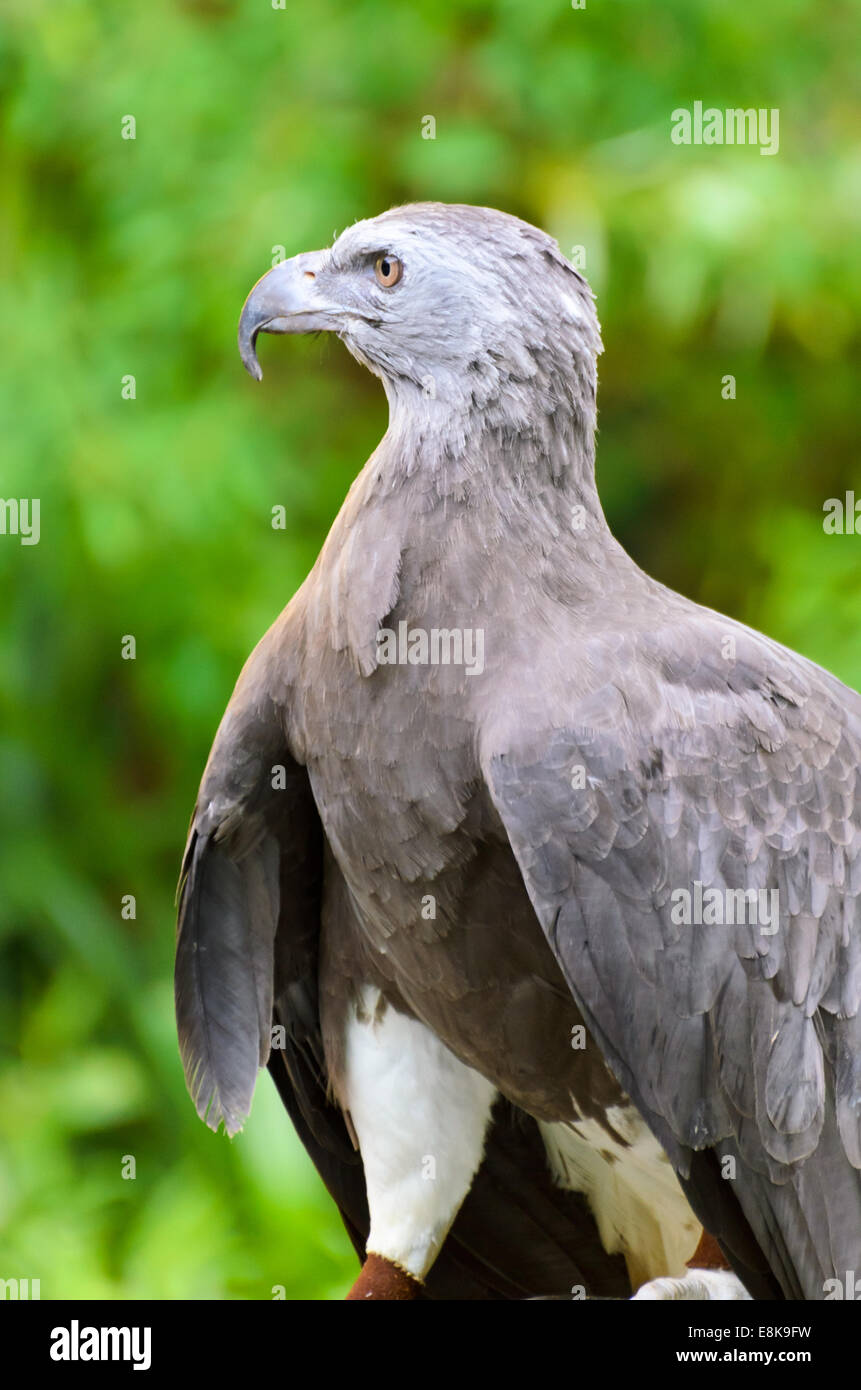 Pesce minore Eagle ( Ichthyophaga humili ) cacciatori di uccelli il tempo di attesa per la caccia Foto Stock