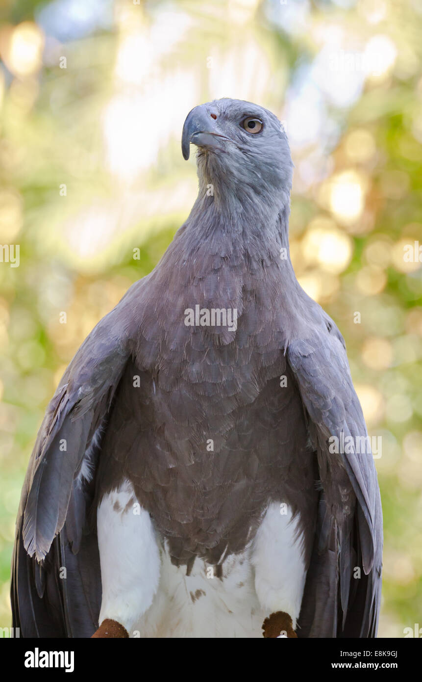 Pesce minore Eagle ( Ichthyophaga humili ) cacciatori di uccelli il tempo di attesa per la caccia Foto Stock