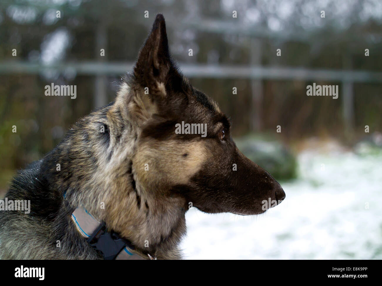 Un cane in un giardino di neve Foto Stock