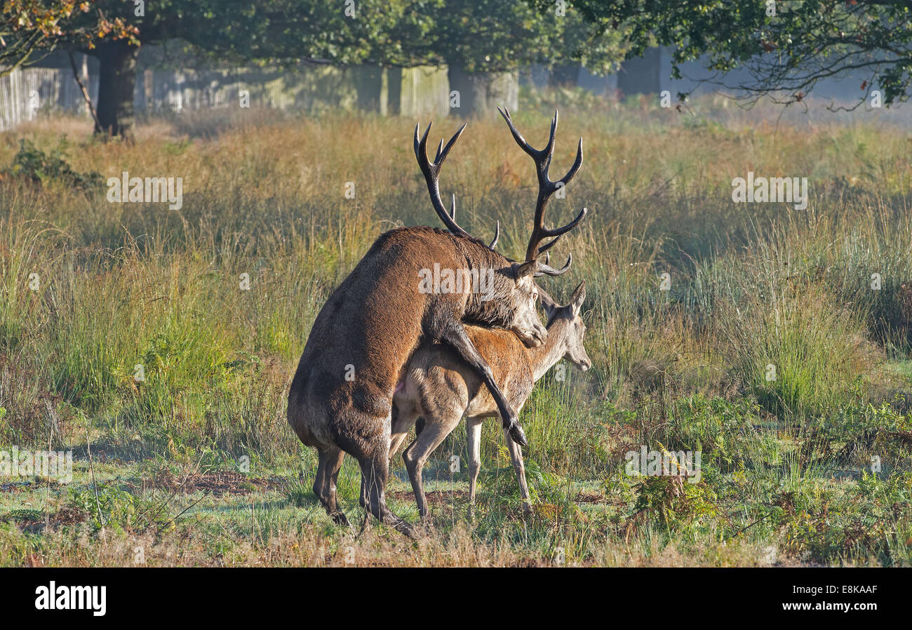 Red Deer stag coniugata Foto Stock