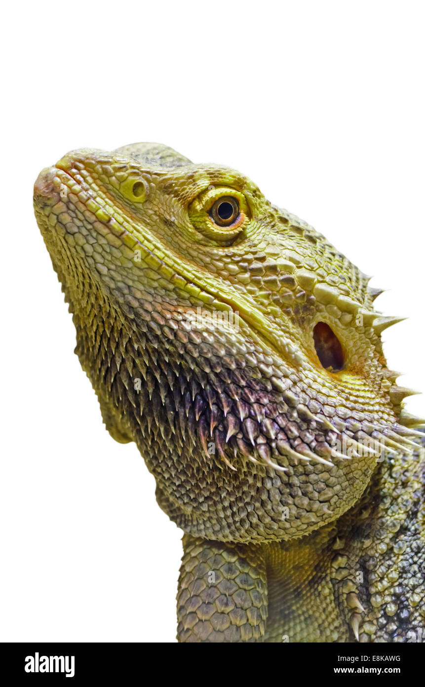 Close-up del barbuto testa di drago su sfondo bianco. Foto Stock
