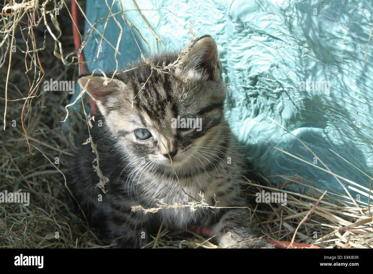 Un gattino giocare nel fieno. Foto Stock