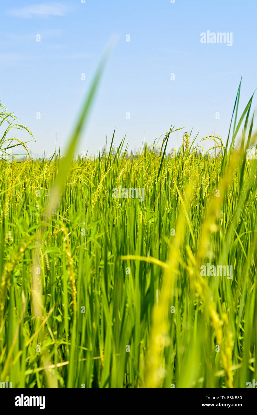 Splendido scenario naturale dei verdi campi di riso nelle zone rurali della Thailandia. Foto Stock
