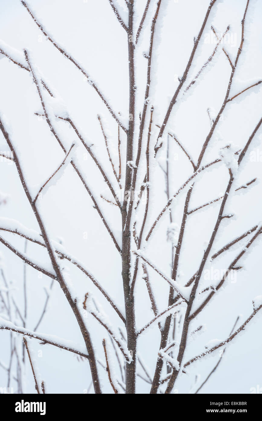 Neve e ghiaccio su un albero in inverno. Foto Stock