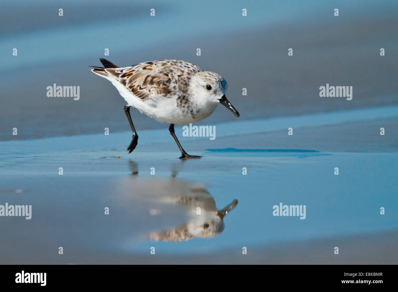 Sanderling (Calidris albe) alimentazione sulla spiaggia bagnata. Foto Stock